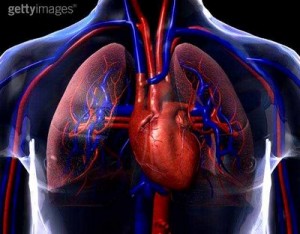 sistema-cardiovascular-19
